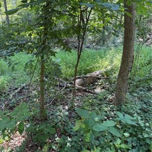 Photo #4 of 3138 Maple, Burlington, NC 5.0 acres
