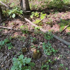 Photo #8 of 3138 Maple, Burlington, NC 5.0 acres