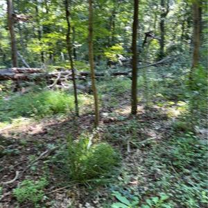 Photo #7 of 3138 Maple, Burlington, NC 5.0 acres