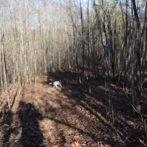 Photo #6 of Thore, Quaker Gap, NC 10.8 acres