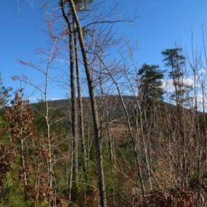 Photo #5 of Thore, Quaker Gap, NC 10.8 acres