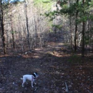 Photo #10 of Thore, Quaker Gap, NC 10.8 acres