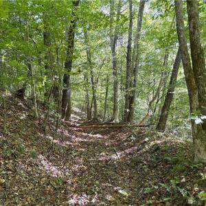 Photo #36 of 29.46 AC Steele, Sandy Ridge, NC 29.5 acres