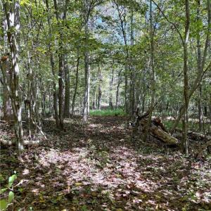 Photo #37 of 29.46 AC Steele, Sandy Ridge, NC 29.5 acres