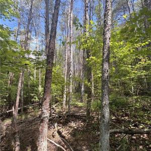 Photo #40 of 29.46 AC Steele, Sandy Ridge, NC 29.5 acres