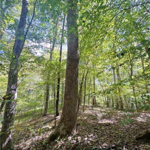 Photo #35 of 29.46 AC Steele, Sandy Ridge, NC 29.5 acres