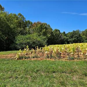 Photo #10 of Old Mill, Pinnacle, NC 21.5 acres