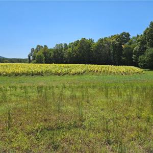 Photo #8 of Old Mill, Pinnacle, NC 21.5 acres