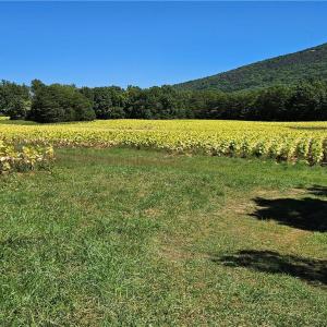 Photo #13 of Old Mill, Pinnacle, NC 29.3 acres