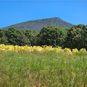 Photo #1 of Old Mill, Pinnacle, NC 29.3 acres