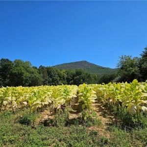 Photo #28 of Old Mill, Pinnacle, NC 29.3 acres