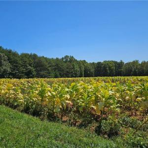 Photo #5 of Old Mill, Pinnacle, NC 29.3 acres