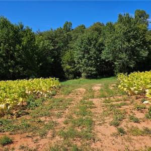 Photo #20 of Old Mill, Pinnacle, NC 29.3 acres