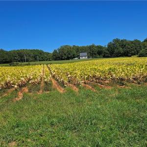 Photo #14 of Old Mill, Pinnacle, NC 29.3 acres