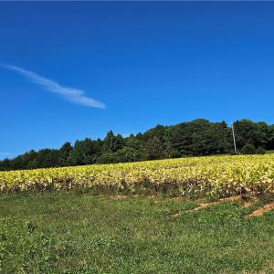 Photo #15 of Old Mill, Pinnacle, NC 29.3 acres