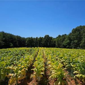 Photo #19 of Old Mill, Pinnacle, NC 29.3 acres