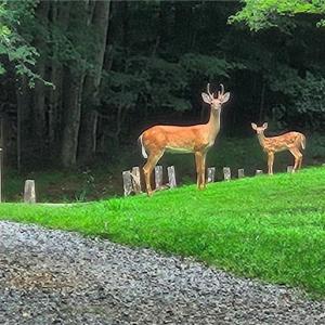 Photo #16 of 469 Justamere Farm, Greensboro, NC 21.1 acres