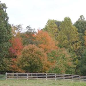 Photo #12 of 469 Justamere Farm, Greensboro, NC 21.1 acres