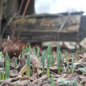 First signs of Spring emerge with blooming daffodils on this serene 21+ acre property, offering exceptional privacy and endless possibilities!