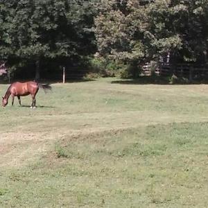 Photo #17 of 469 Justamere Farm, Greensboro, NC 21.1 acres