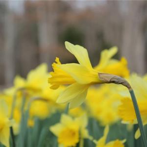 Photo #4 of 469 Justamere Farm, Greensboro, NC 21.1 acres