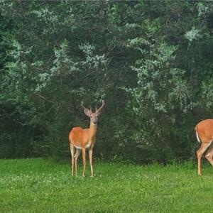 Photo #6 of 469 Justamere Farm, Greensboro, NC 21.1 acres