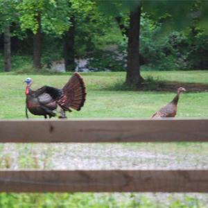 Photo #3 of 469 Justamere Farm, Greensboro, NC 21.1 acres