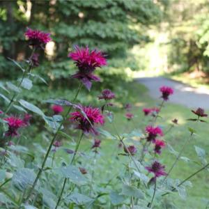 Photo #5 of 469 Justamere Farm, Greensboro, NC 21.1 acres