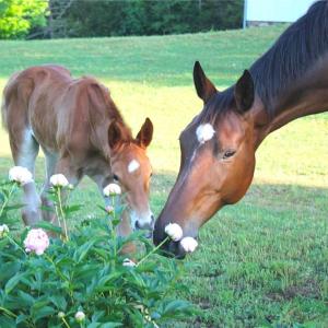 Photo #10 of 469 Justamere Farm, Greensboro, NC 21.1 acres