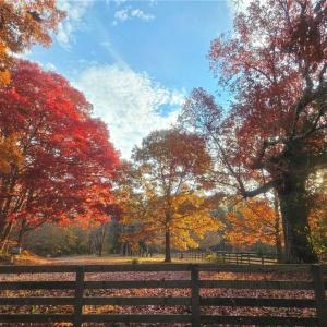 Photo #25 of 469 Justamere Farm, Greensboro, NC 21.1 acres