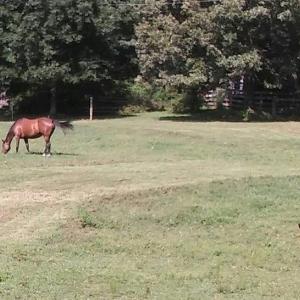 Photo #28 of 469 Justamere Farm, Greensboro, NC 21.1 acres
