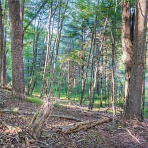 Photo #32 of Cox Store, Floyd, VA 24.1 acres