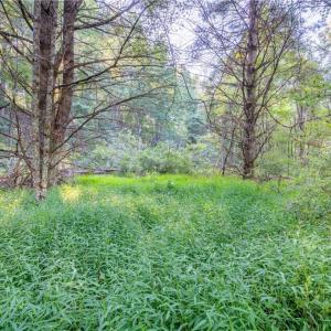 Photo #30 of Cox Store, Floyd, VA 24.1 acres