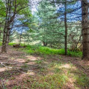 Photo #15 of Cox Store, Floyd, VA 24.1 acres