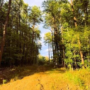 Photo #4 of Thayer, Trinity, NC 22.1 acres