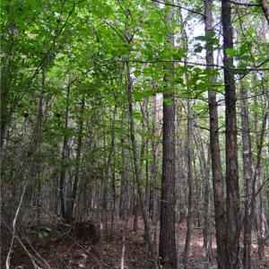 Photo #42 of 1077 Smothers, Madison, NC 25.5 acres