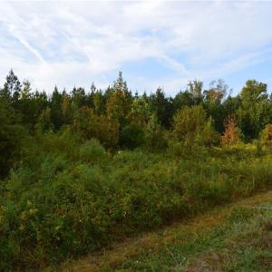Photo #13 of 1077 Smothers, Madison, NC 25.5 acres