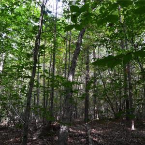Photo #43 of 1077 Smothers, Madison, NC 25.5 acres