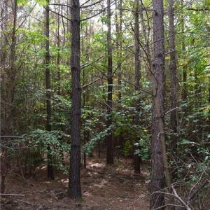 Photo #36 of 1077 Smothers, Madison, NC 25.5 acres