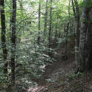 Photo #38 of 1077 Smothers, Madison, NC 25.5 acres