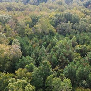 Photo #10 of 1077 Smothers, Madison, NC 25.5 acres