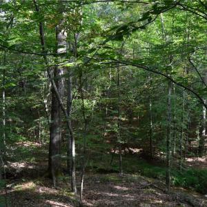 Photo #37 of 1077 Smothers, Madison, NC 25.5 acres