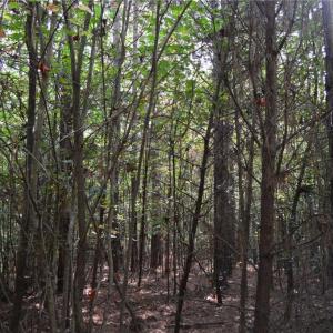 Photo #44 of 1077 Smothers, Madison, NC 25.5 acres