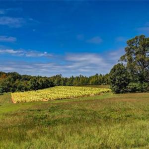 Photo #15 of 2094 Ashland, Ruffin, NC 29.5 acres