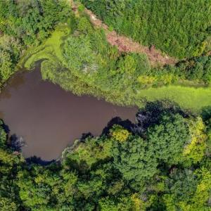 Photo #8 of 2094 Ashland, Ruffin, NC 29.5 acres