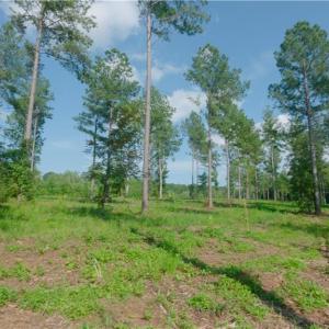 Photo #12 of 6 Carson, Cleveland, NC 5.0 acres