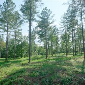 Photo #1 of 6 Carson, Cleveland, NC 5.0 acres