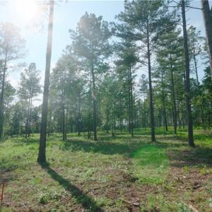 Photo #15 of 6 Carson, Cleveland, NC 5.0 acres