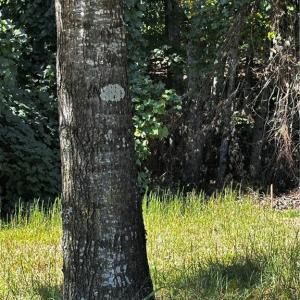 Tree line along Reid is the Road frontage of the Western portion of land.  Acreage goes behind existing pond (not on tract) then around back of the existing house. (also not on the tract). There is currently no road to land behind the house,