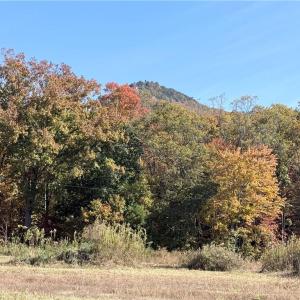 Photo #19 of Reid, King, NC 36.0 acres